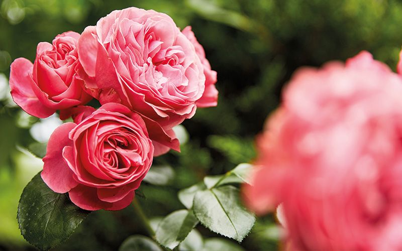 Die Launen der Blumenkönigin bändigen
